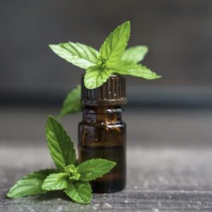 Spearmint Essential Oil