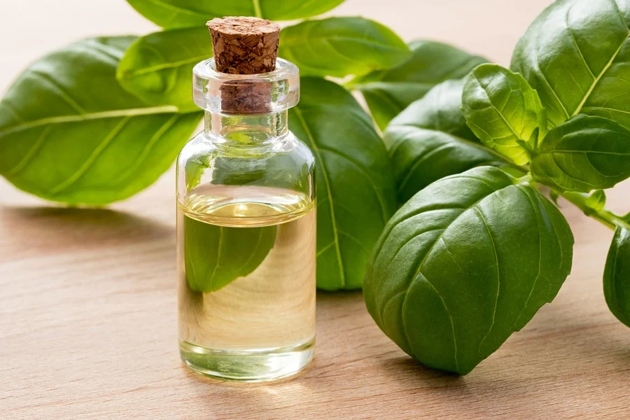Basil Essential Oil 1 Basil Essential Oil
