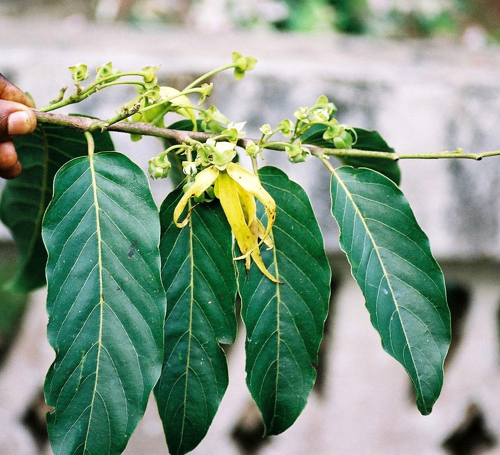 会社概要 10 essential oils exporter India