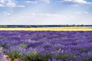 Lavender essential oil field in bloom before harvest