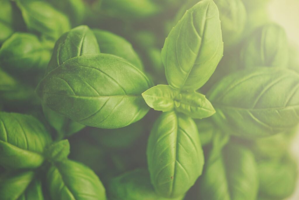Basil Oil Chemotype Mistakes: Linalool vs Methyl Chavicol 1 Fresh basil leaves used to distill basil essential oil for export