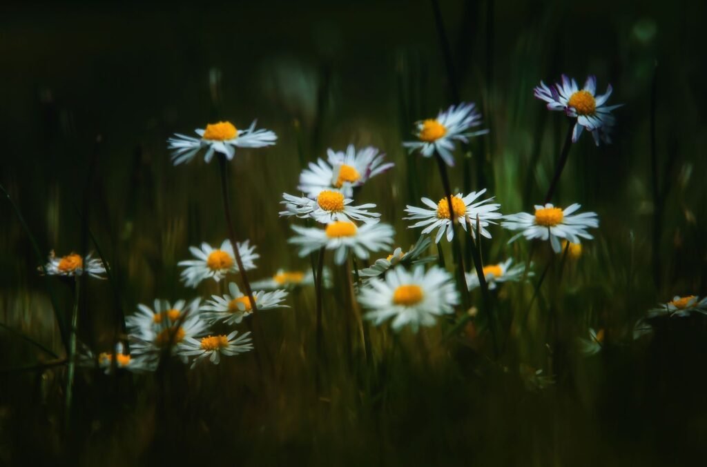 Bulk Blue Chamomile Oil source flowers in bloom